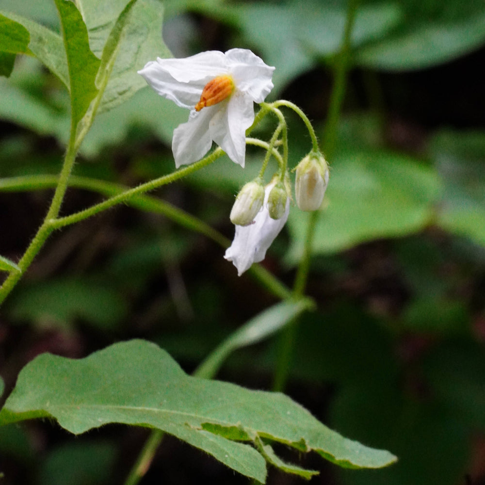 Japanese stewartia