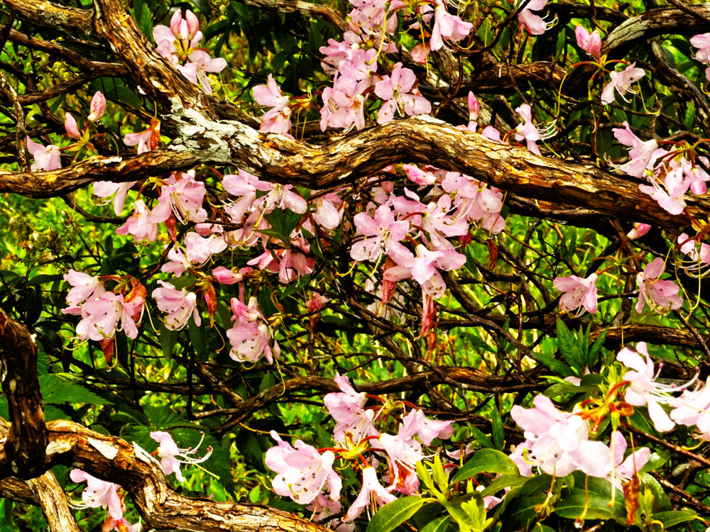 Pink Shell Azalea [Rhododendron vaseyai]