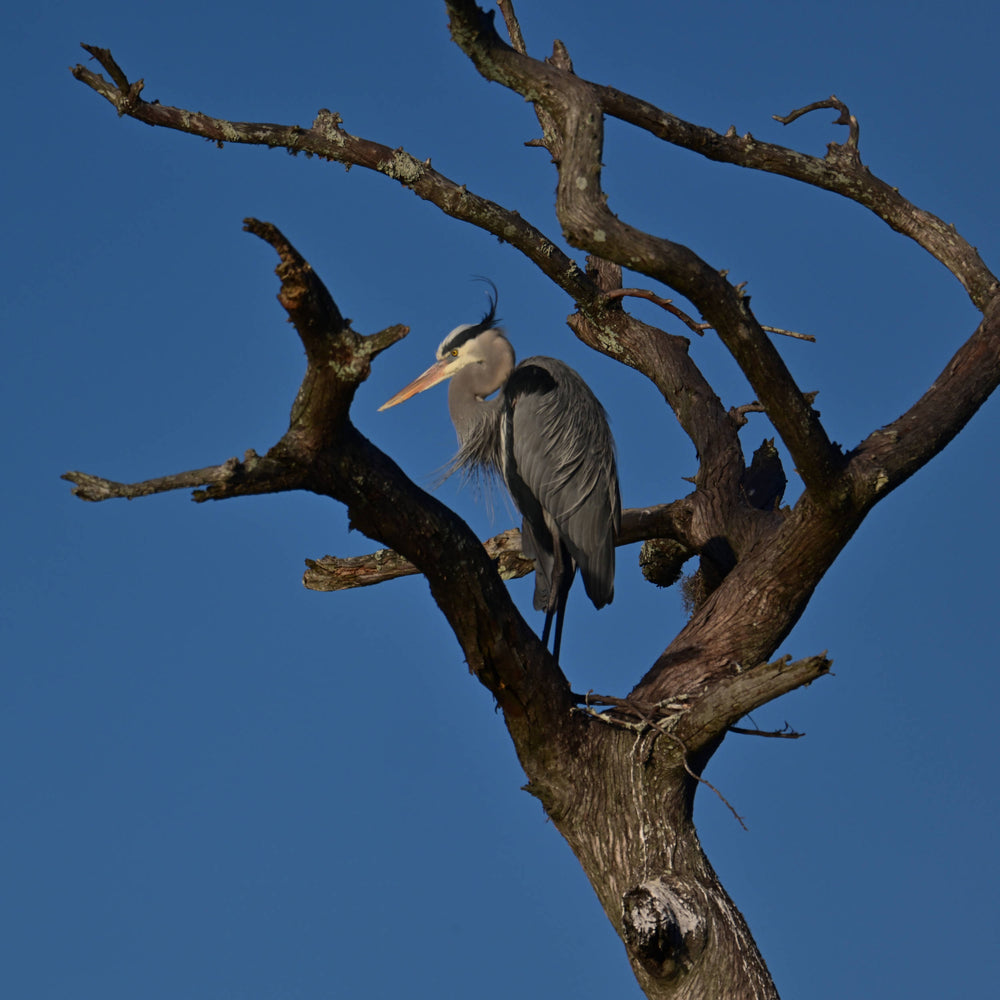 Great Blue Heron [Ardea herodias]