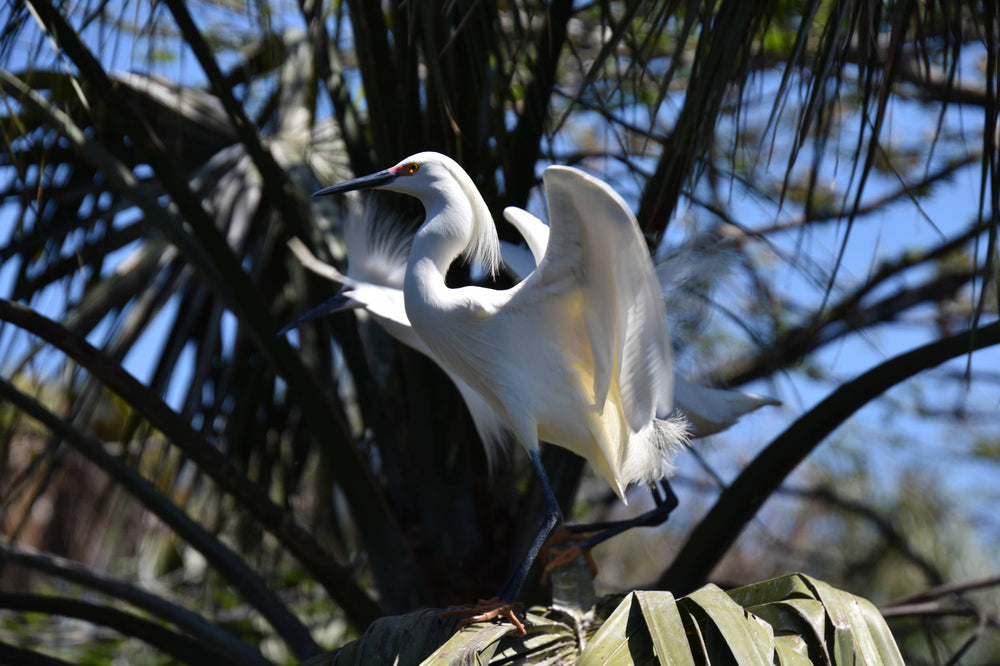 Snowy Egret [Egretta thula]