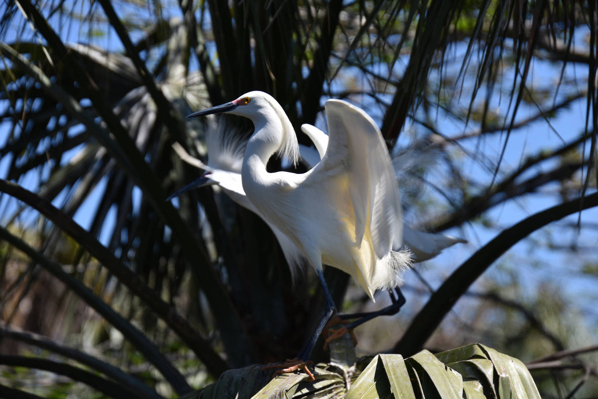 Snowy Egret [Egretta thula]