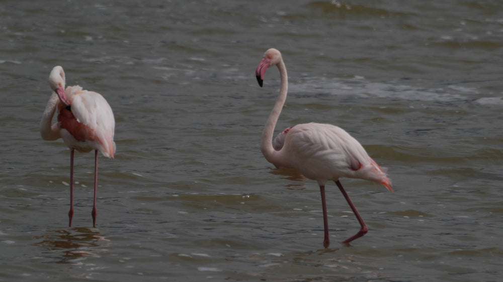 Greater Flamingo [Phoenicopterus roseus] on Seregenti, Tanzania