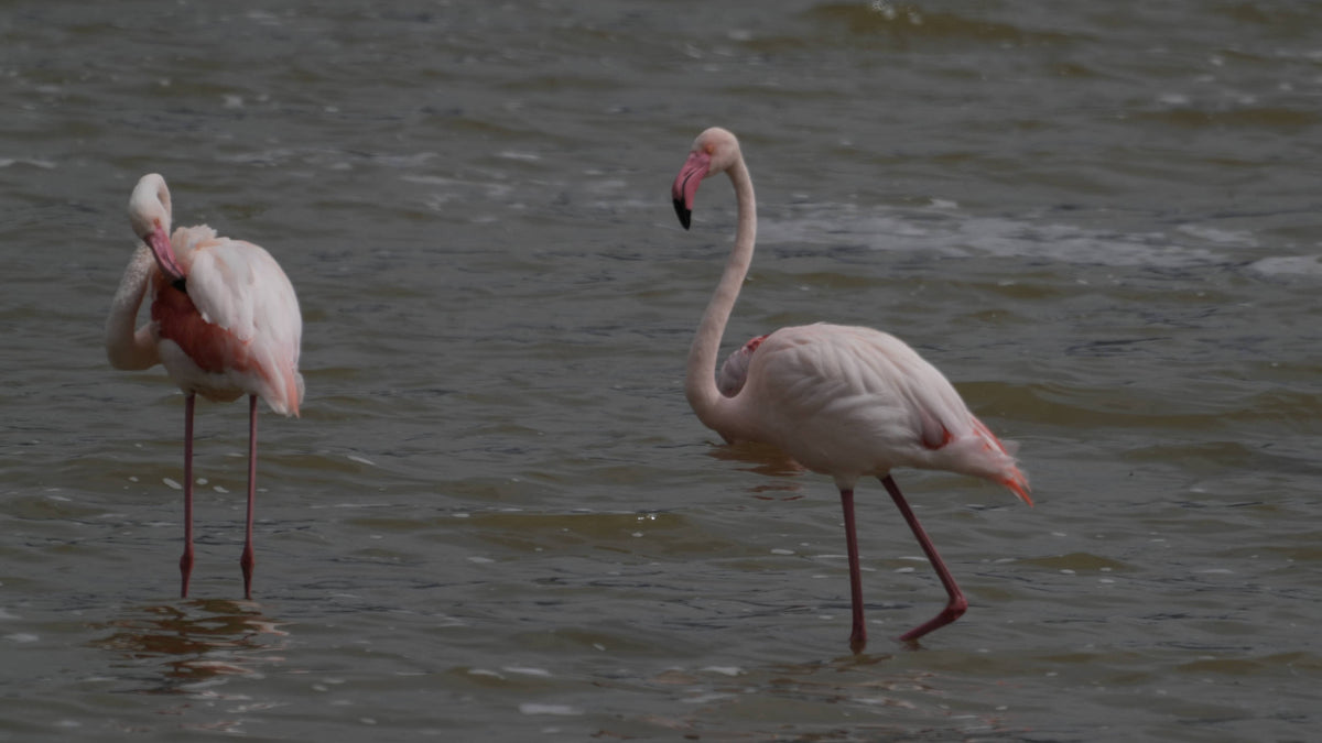 Greater Flamingo [Phoenicopterus roseus] on Seregenti, Tanzania