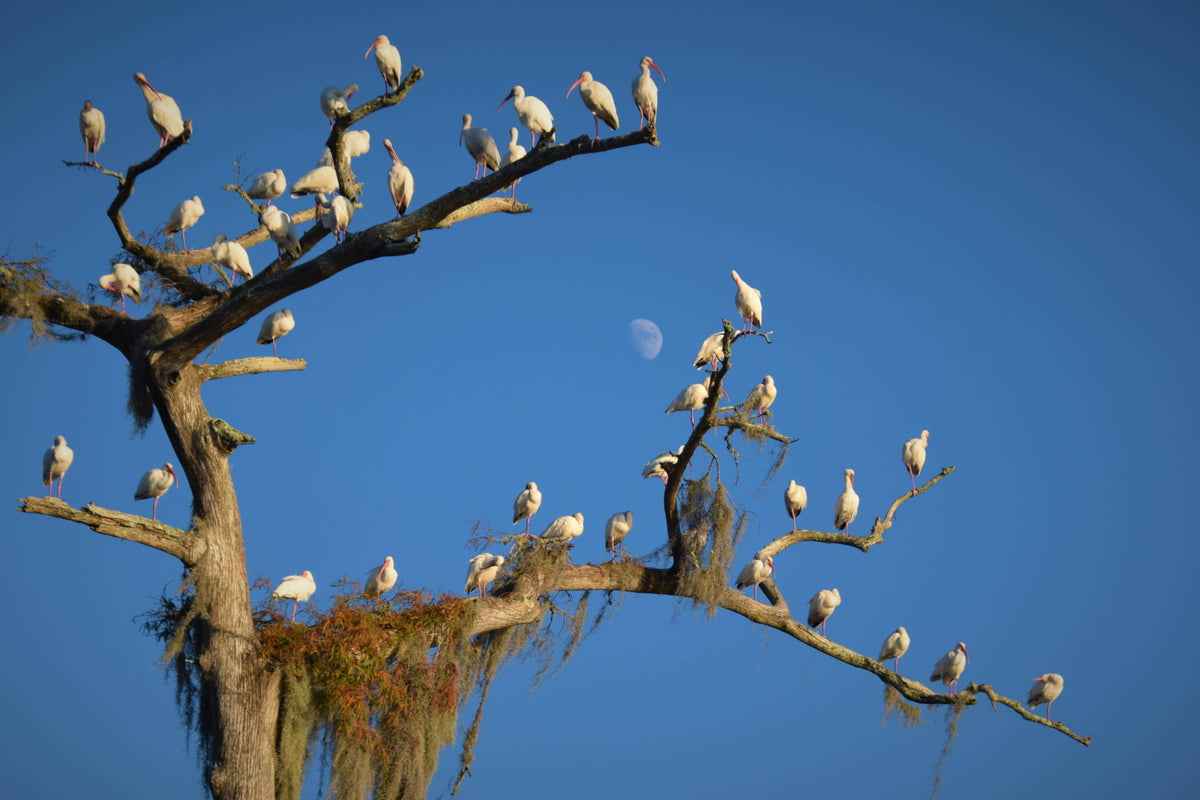 White Ibis [Eudocimus albus]