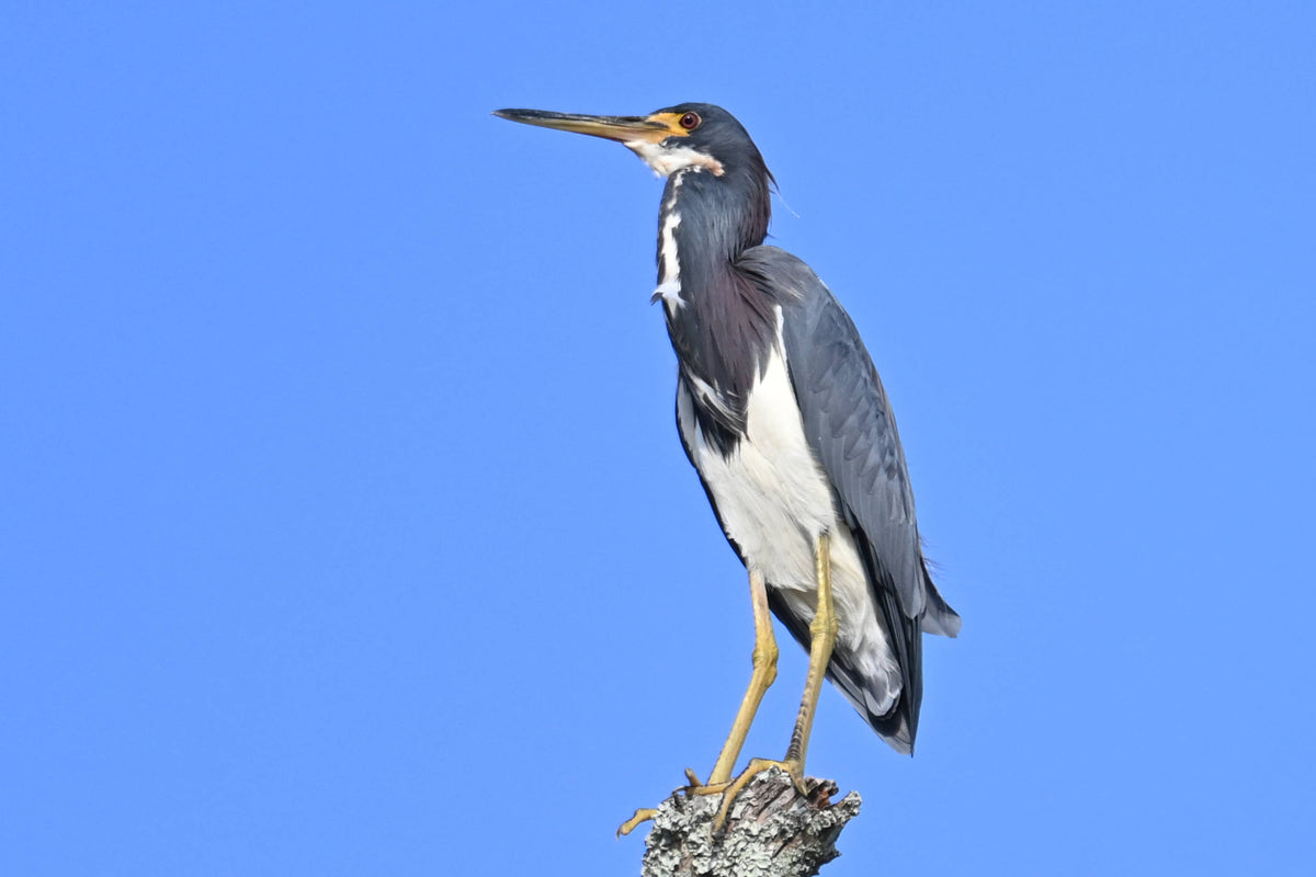 Tricolored Heron [Egretta tricolor]