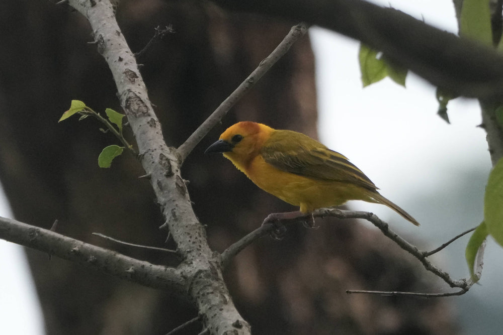 African Golden Weaver [Ploceus subaureus]
