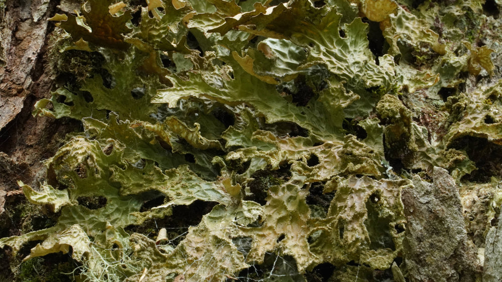 Lung wort [Peltigeraceae Lobaria]