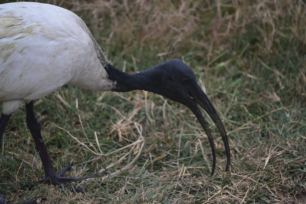 African Sacred Ibis [Threskionis aethiopicus]