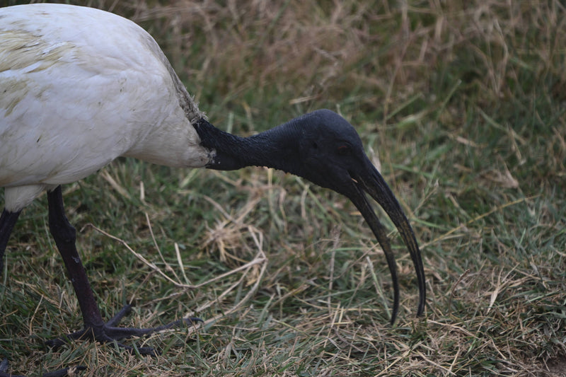 African Sacred Ibis [Threskionis aethiopicus]