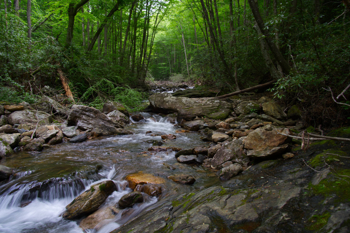 Davidson River