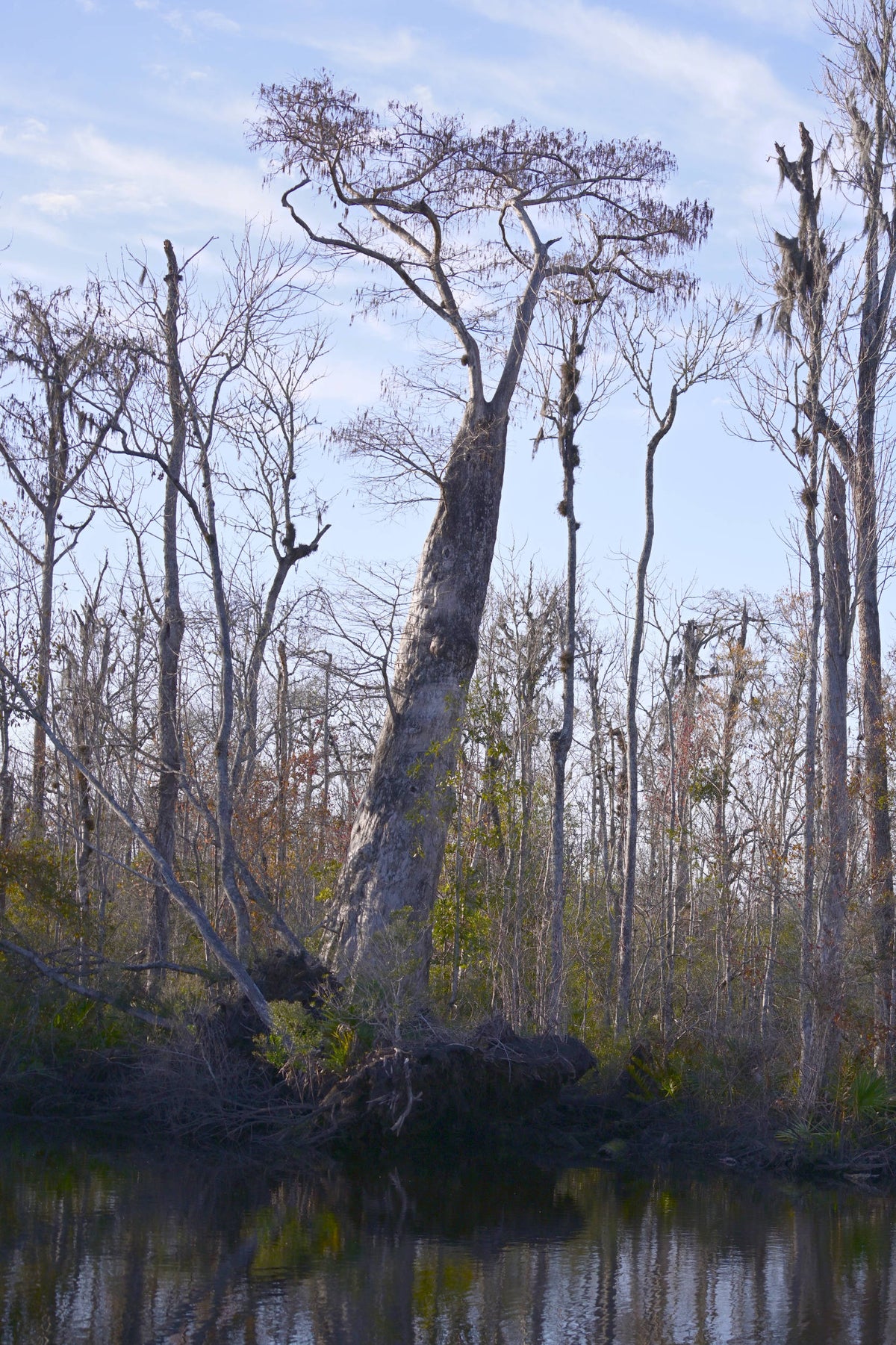 Olde Bald Cypress [Taxodium distichum], McGirts Creek, Florida