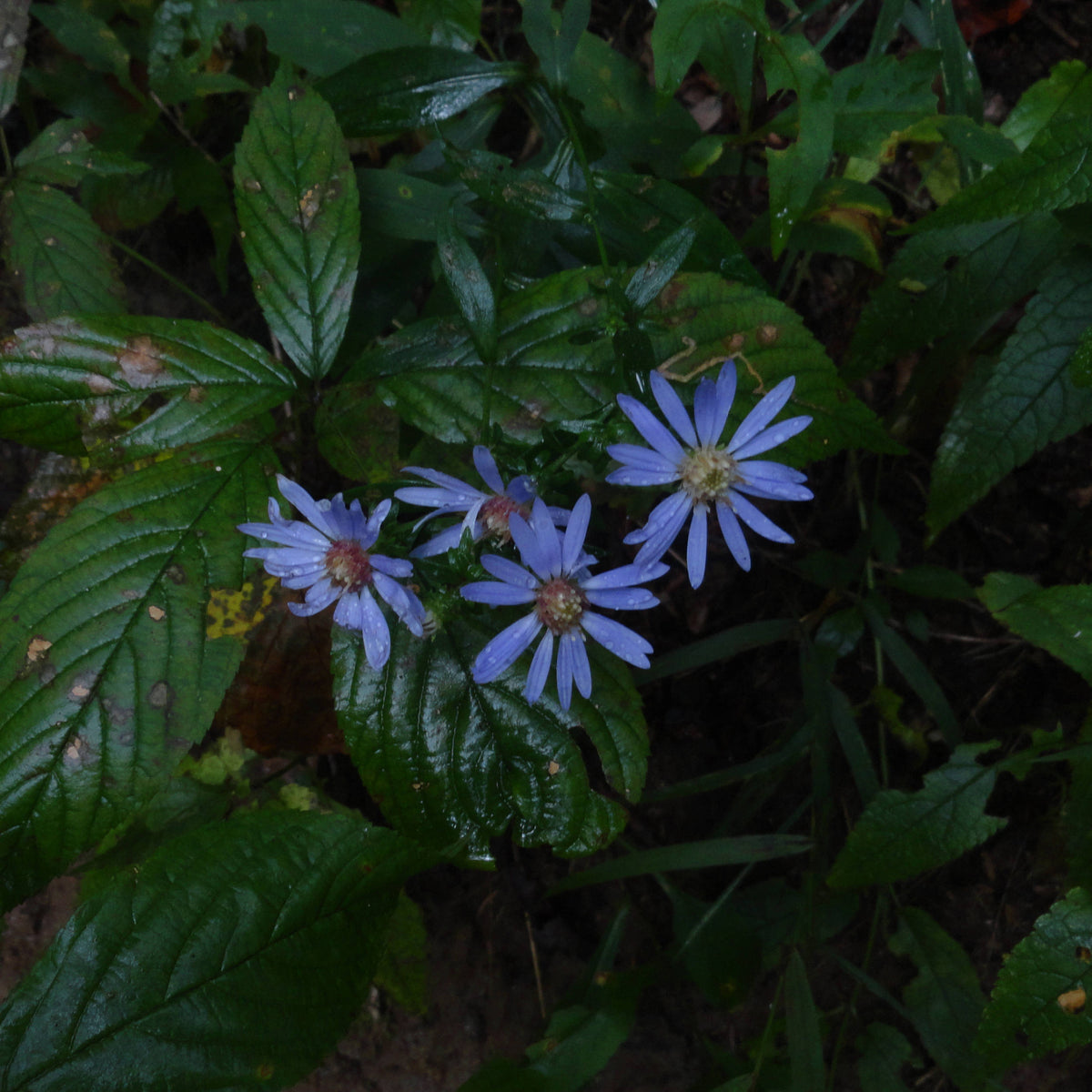 Smooth aster [Symphotrichum laeve]