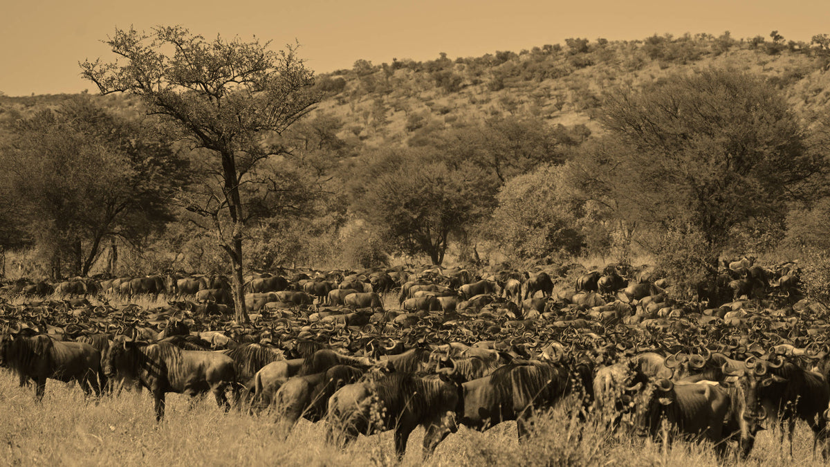 Great Migration [Connochaetes taurinus], Tanzania