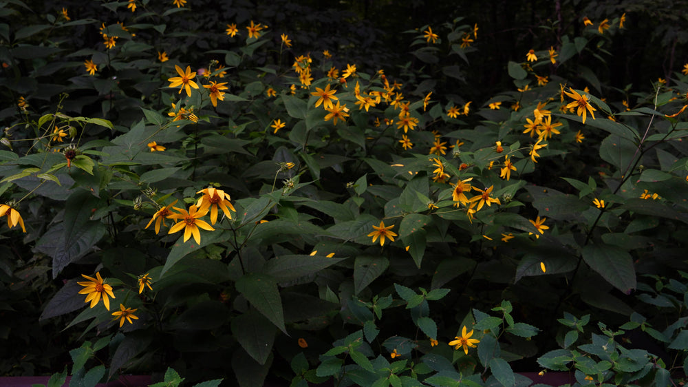 Yellow Coneflower [Echinacea paradoxica]
