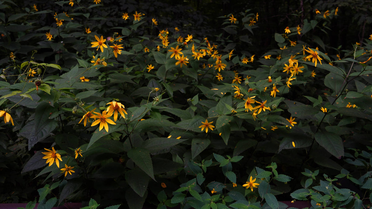 Yellow Coneflower [Echinacea paradoxica]