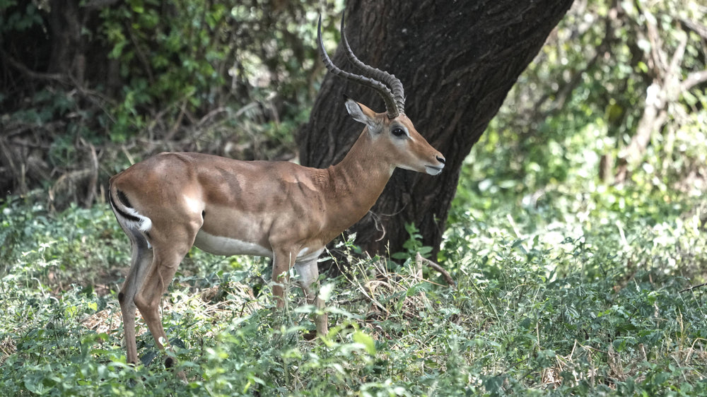 Impala [Aepyceros melampus], Tanzania