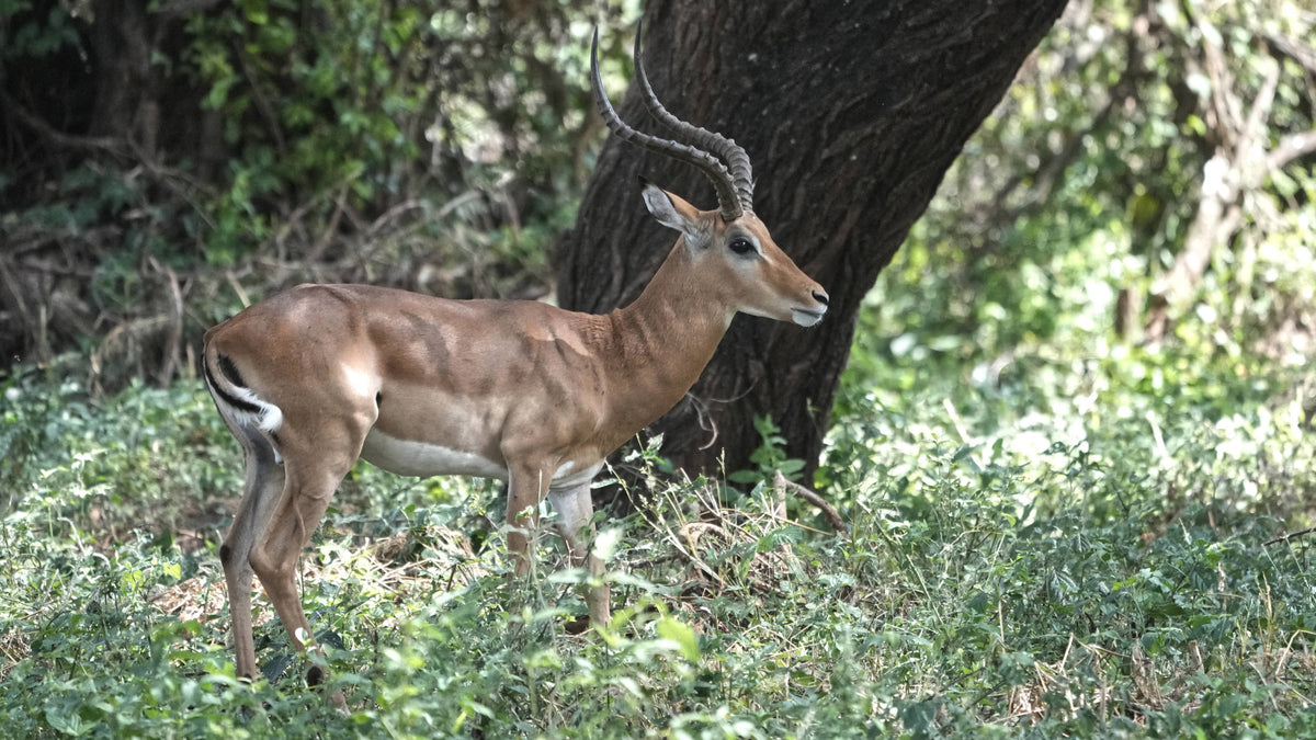 Impala [Aepyceros melampus], Tanzania