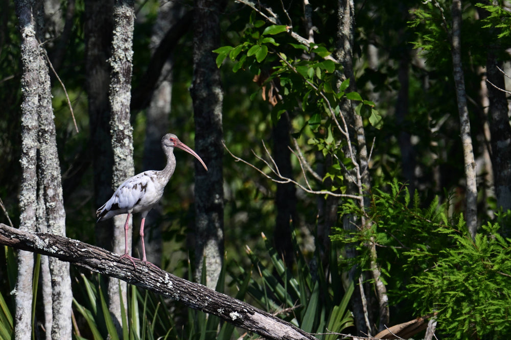 White Ibis [Eudocimus albus]