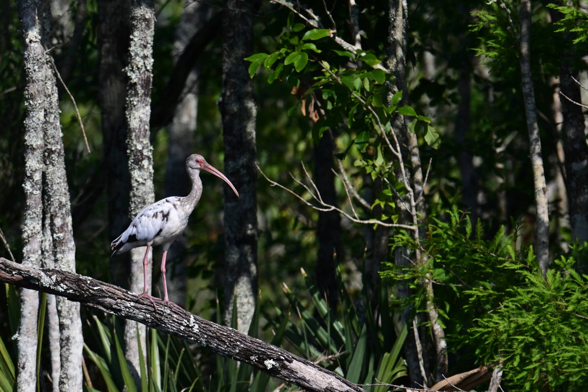 White Ibis [Eudocimus albus]