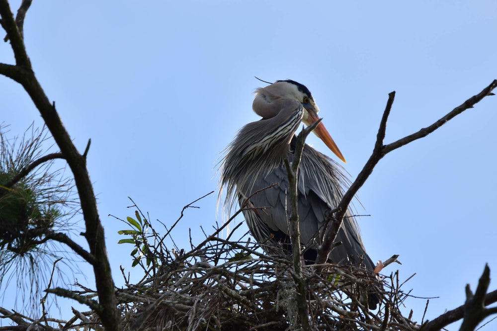 Great Blue Heron [Ardea herodias]