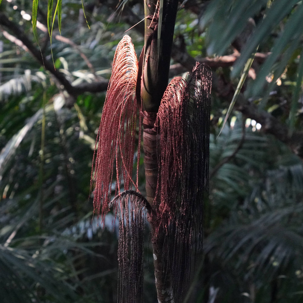 Inflorescence of Bacaba Palm [Oenocarpus bacaba]