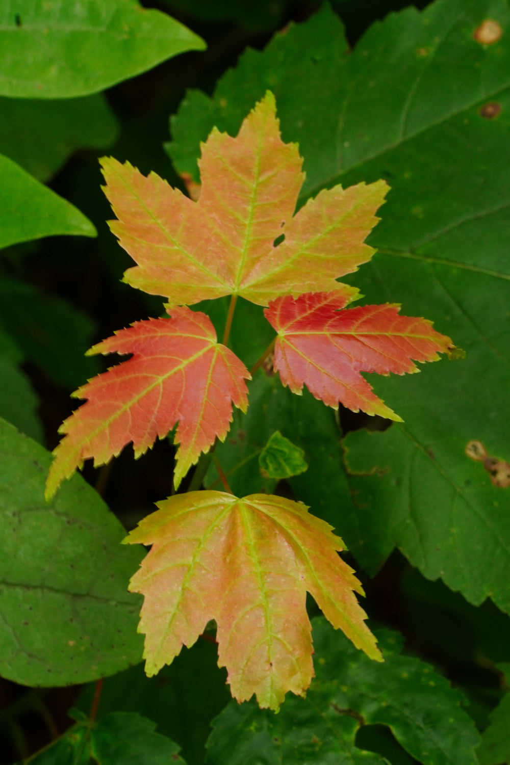 Eastern Maple tree [Acer rubrum]