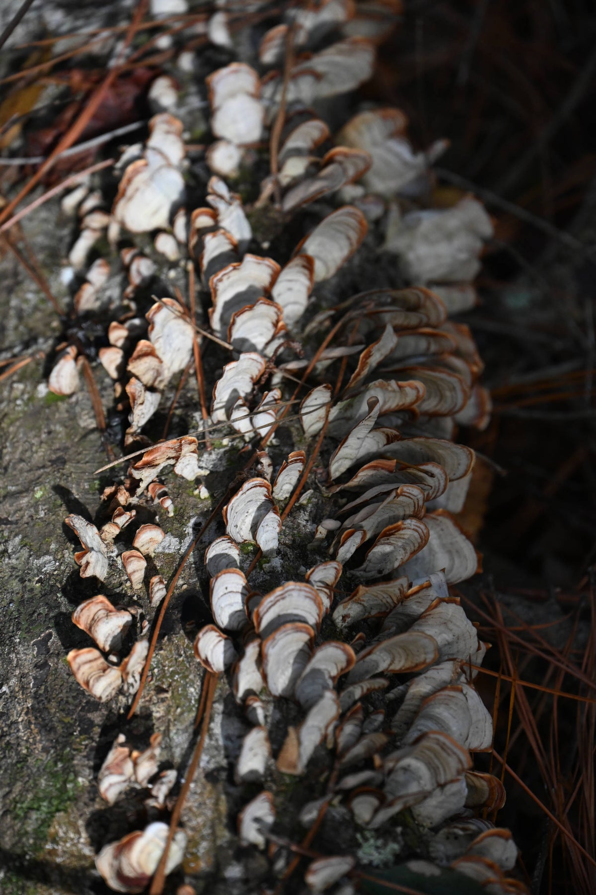 The Birch Mazegill [Trametes betulina]