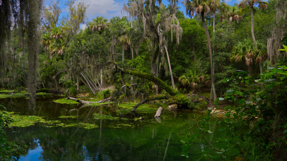 Blue Springs at Orange City, Florida