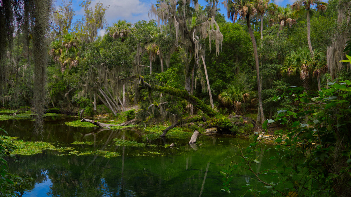 Blue Springs at Orange City, Florida