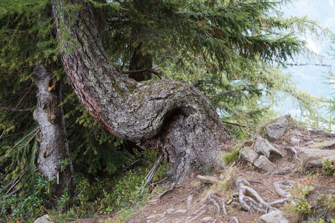 Contorted Tree