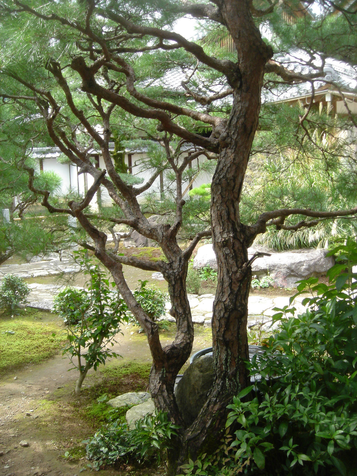 Evergreens, Kyoto, Japan