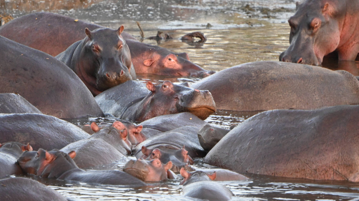 Hippopotamuses at Play  [Hippopotamus amphibius] at Play, Tanzania