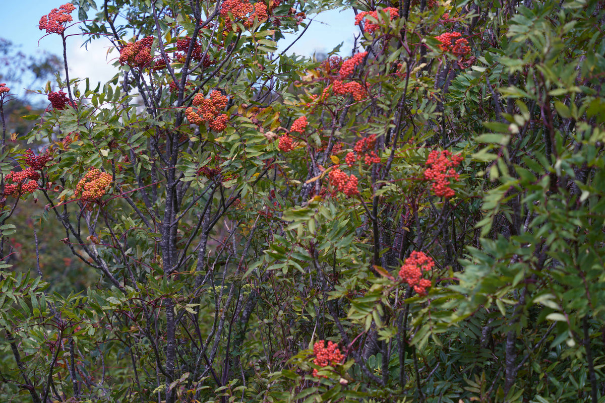 Poison Sumac [Toxicodendron vernix]