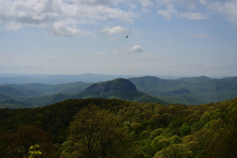 An Eagle in Flight Over Looking Glass Rock, North Carolina
