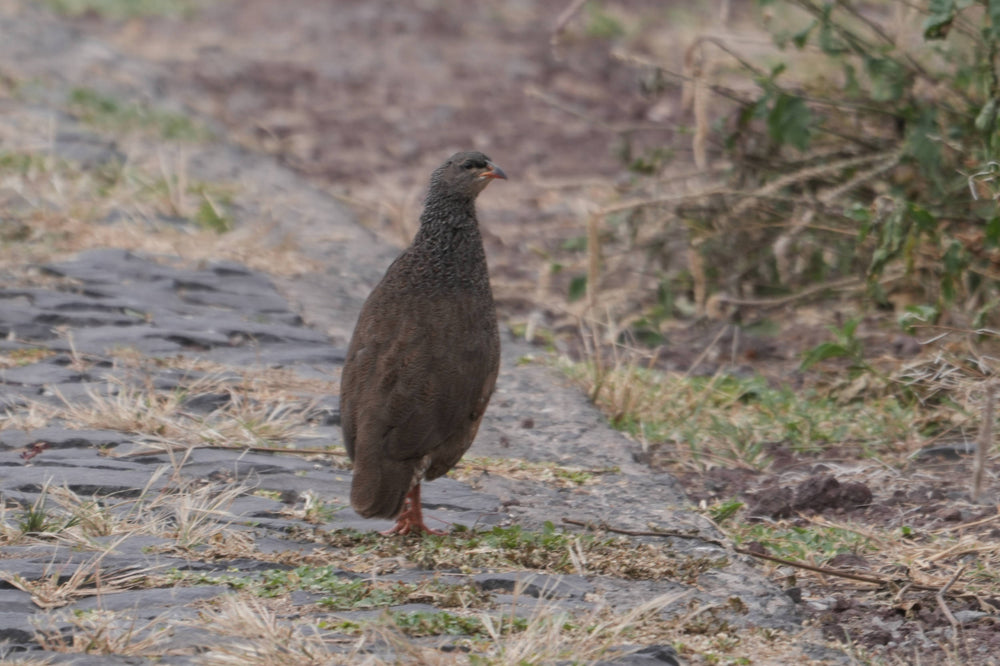 Natal spurfowl [Pternistis natalensis], Ngorongoro, Tanzania