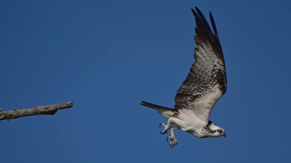 American Osprey [Pandion haliaetus carolinensis]