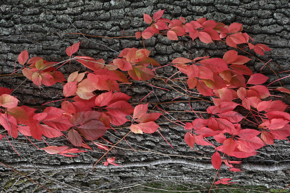 Poison Ivy in the Fall [Toxicodendron radicans]