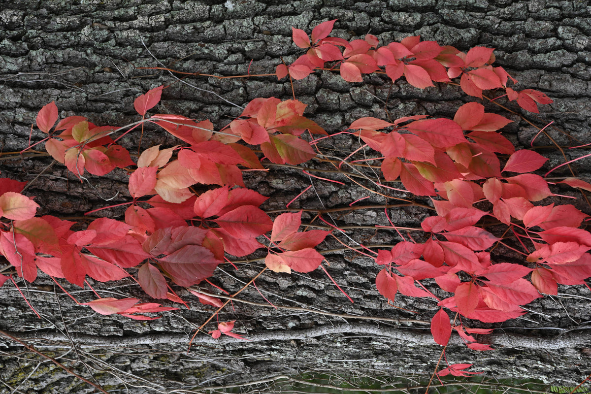 Poison Ivy in the Fall [Toxicodendron radicans]