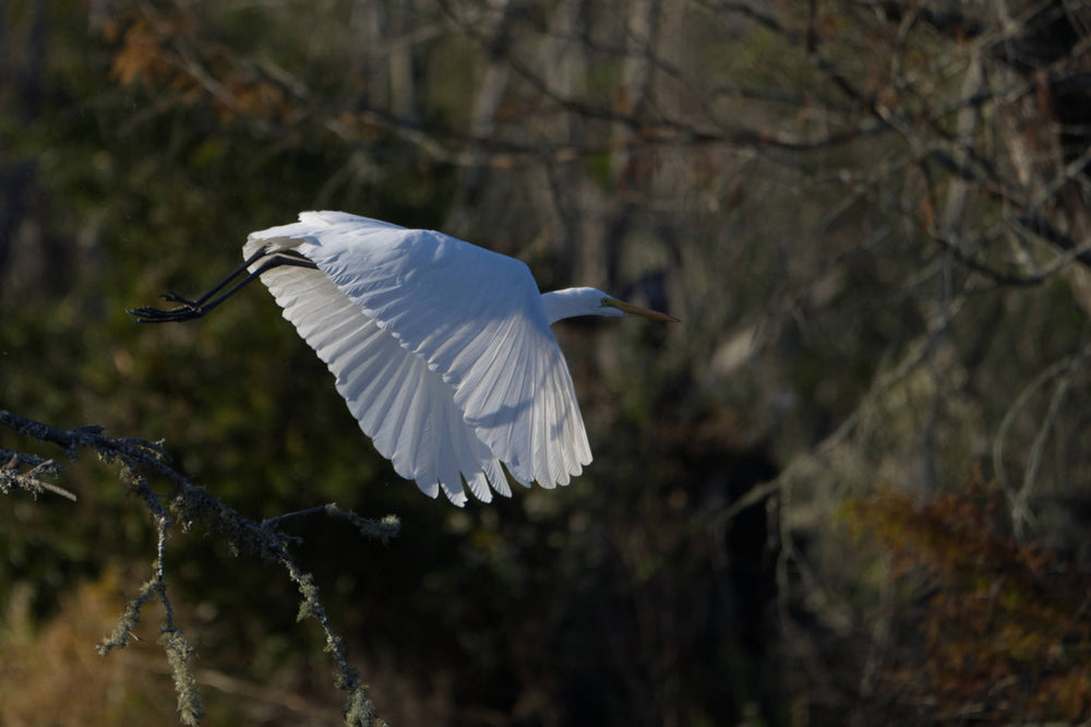 Great Egret [Ardea alba]