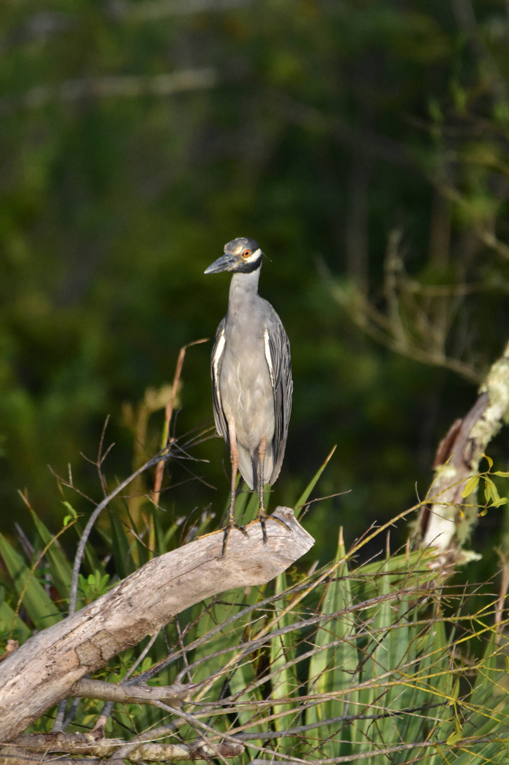 Yellow-crowned Night Heron [Nictanassa violacea]