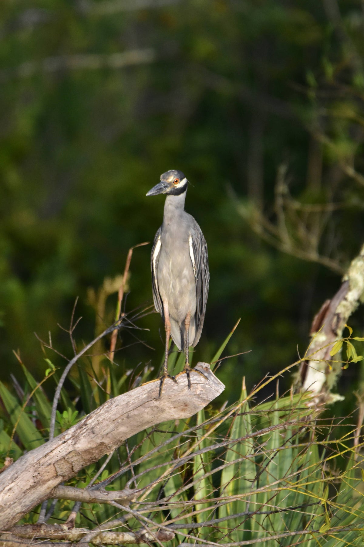 Yellow-crowned Night Heron [Nictanassa violacea]