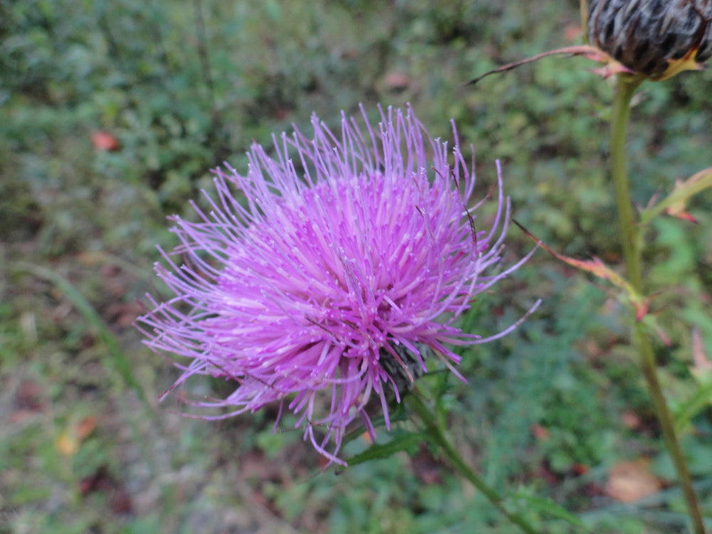 Bull Thistle [Cirsium vulgare]