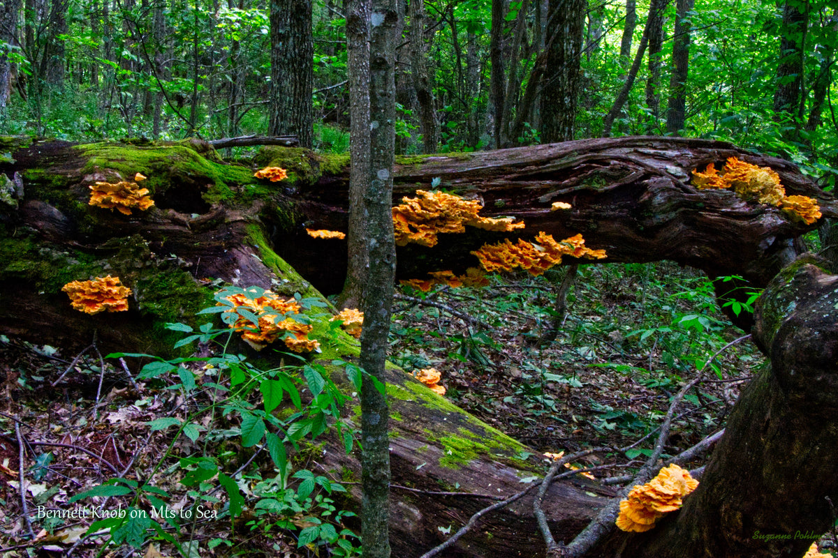 Chicken of the Woods [Laetiporous sulphureus] fungus