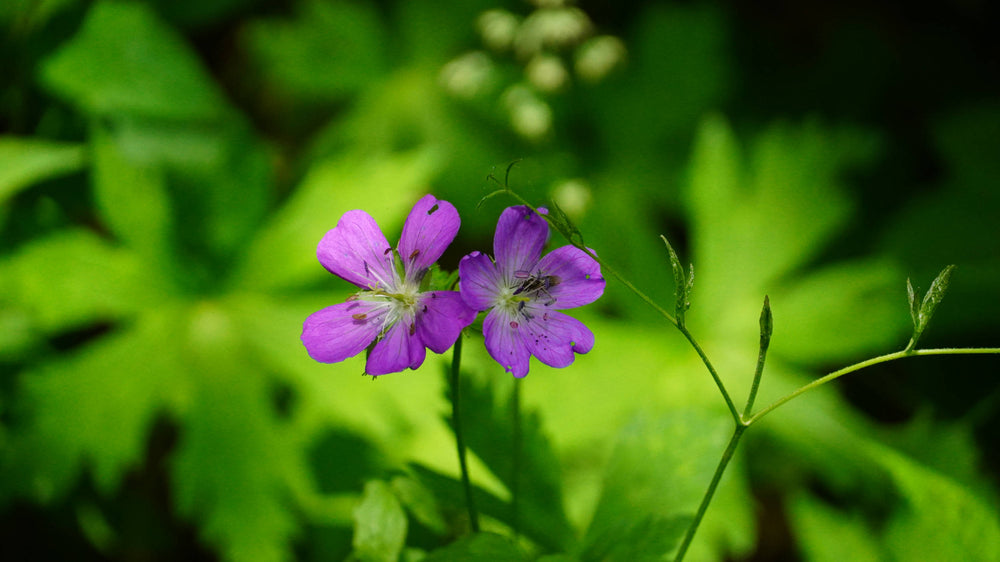 Wild geranium [Geranium maculatum]