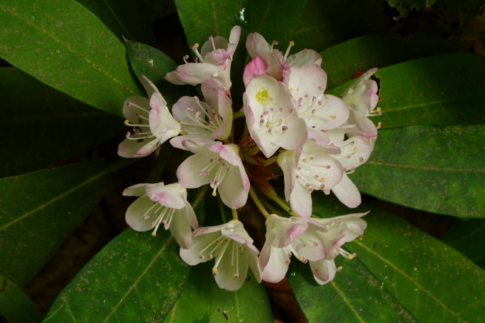 Rosebay Rhododendron [rhododendron maximum]