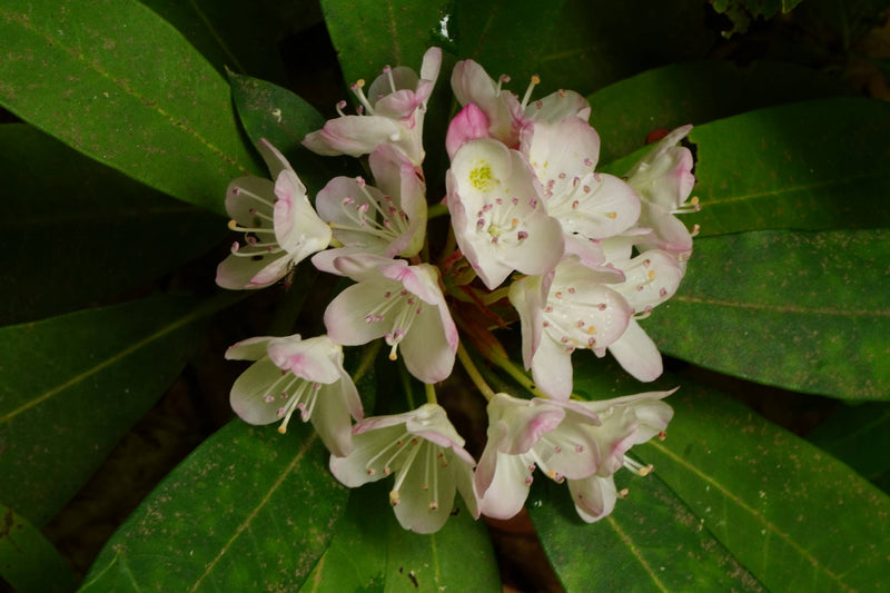 Rosebay Rhododendron [rhododendron maximum]