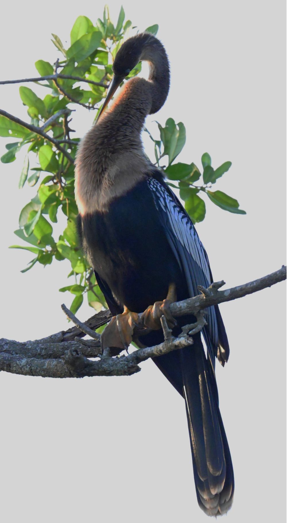 Anhinga [Anhinga anhinga]