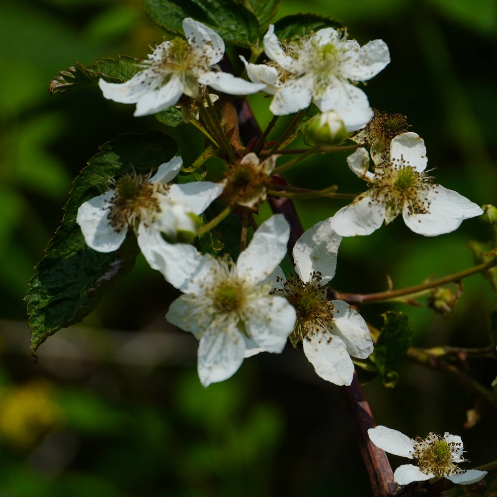 Wild Blackberry [Rubus allegheniensis]