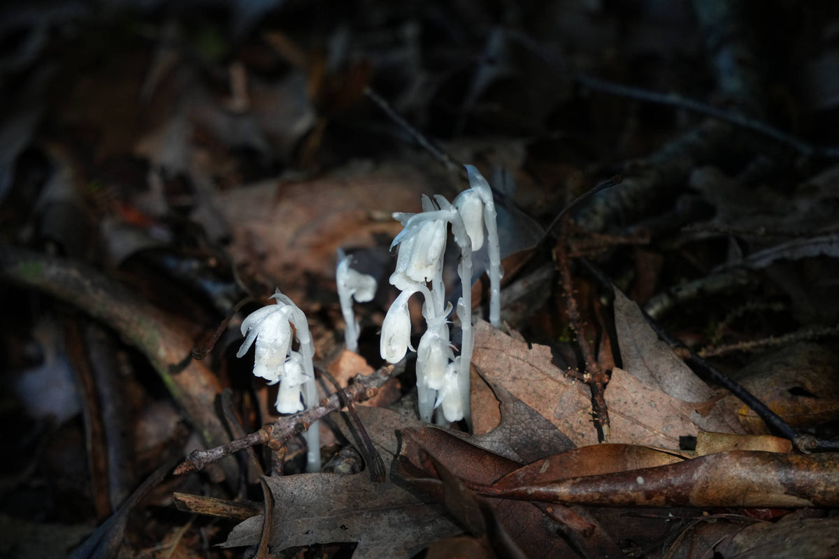 Indian Pipe [Monotropa uniflora]