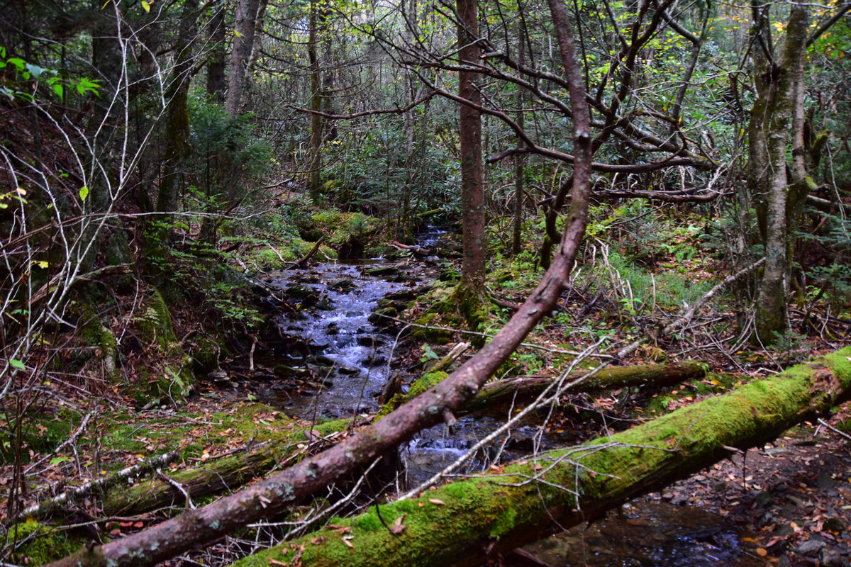 Headwaters of Buckeye Creek near Mt. Hardy